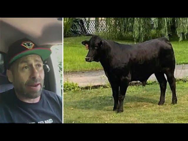 'We're closing in: Fugitive bull located 3 days after fleeing Long Island slaughterhouse