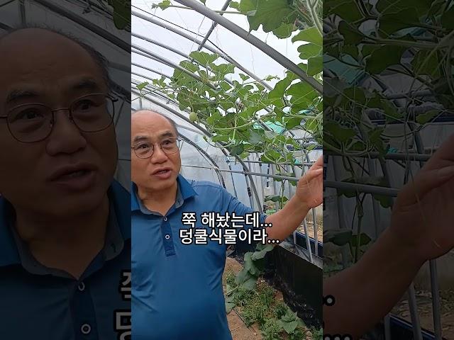 조롱박이 잘자라고 있습니다..
