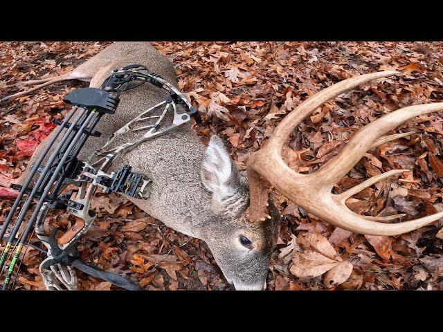 GIANT BUCK Missouri Bowhunting 2024!