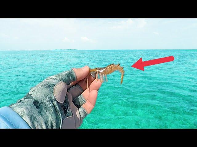 Choosing Artificial SHRIMP With A Popping Cork!