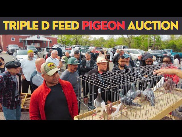 Triple D Feed [PIGEON] Auction - Spring 2023