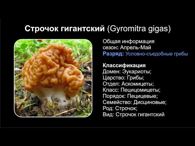 Строчок гигантский (Gyromitra gigas)