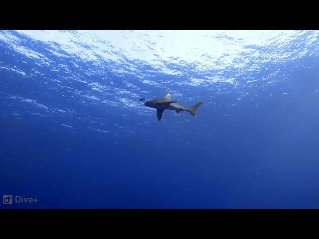 The original footage of Nov 2018 longomanus shark attack @ Brothers Island-Red Sea