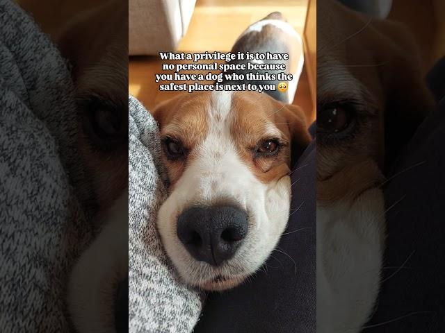 My heart ️ #shorts #doglover #doglove #beagle #beagles #beaglelove #doglover #emotional #cute