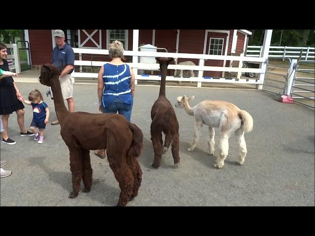 Bluebird Farm Alpacas, Peapack, N.J., 5/26/2018