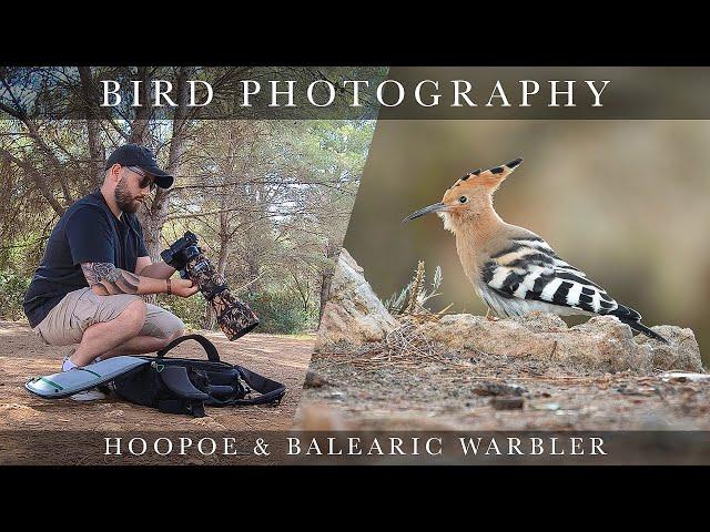 Bird Photography - Mallorca (Hoopoe)* (Nikon z6ii & Sigma 150 - 600mm C)