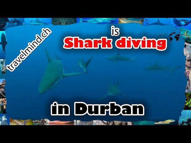 Durban Shark Diving