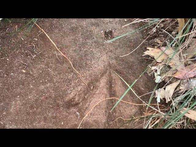 1880 Survey Rock Mark found at Ebenezer NSW Australia