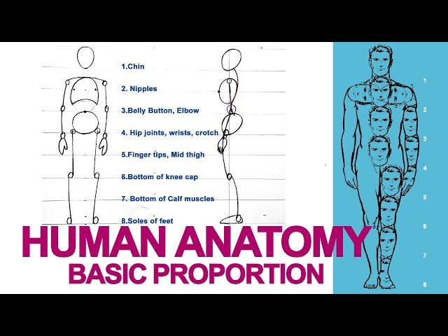 HUMAN ANATOMY- Basic Body Proportions for beginners | Drawing Tutorial