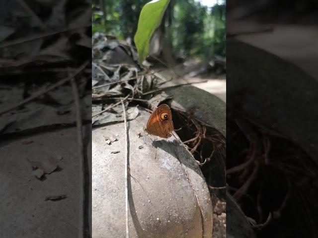 Repelling a butterfly by an ant : Glad-eye bushbrown : Mycalesis patnia