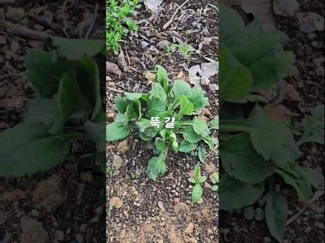 들어보셨나요? 뚝 갈!!! #주말농사 #garden #자연농원 #농사 #gardening #귀촌생활 #뚝 갈 #산나물 #plants