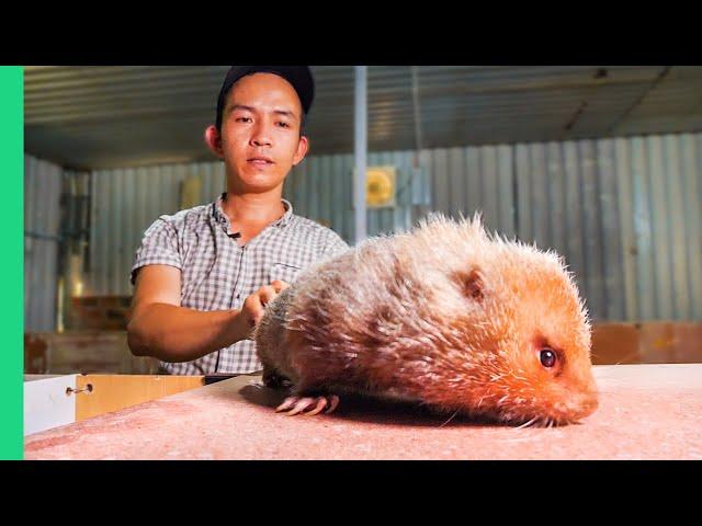 Surviving Vietnam!! Eating the Rarest Food in Southeast Asia!!! (Full Documentary)