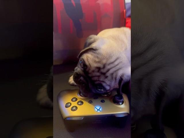 Letting my Pug play Fortnite.  #pugs #fortnite