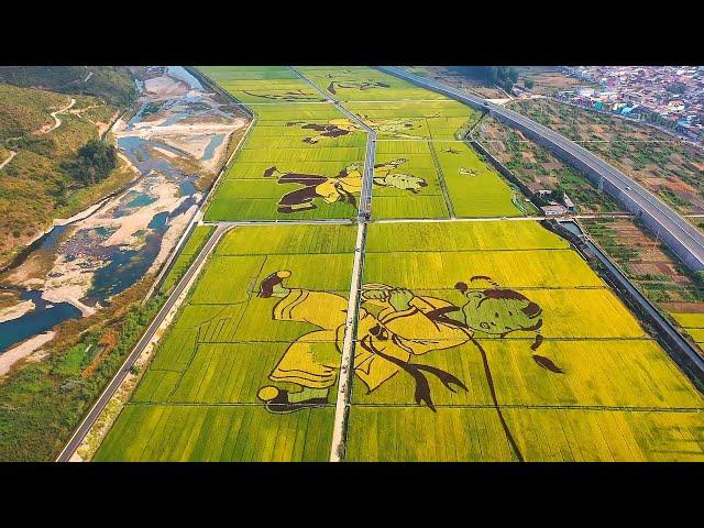 中国のとある風景 ｜田んぼアート