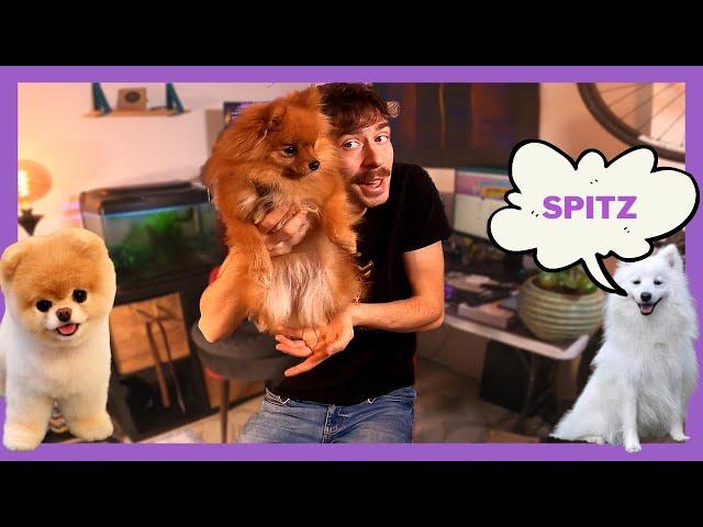 TOUT sur le Spitz nain