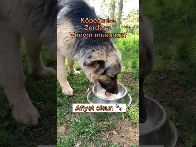 Köpeğinize Zerdeçal Veriyor musunuz? #köpekler #köpeklerinhayatı #almankurdu #patilidostlar