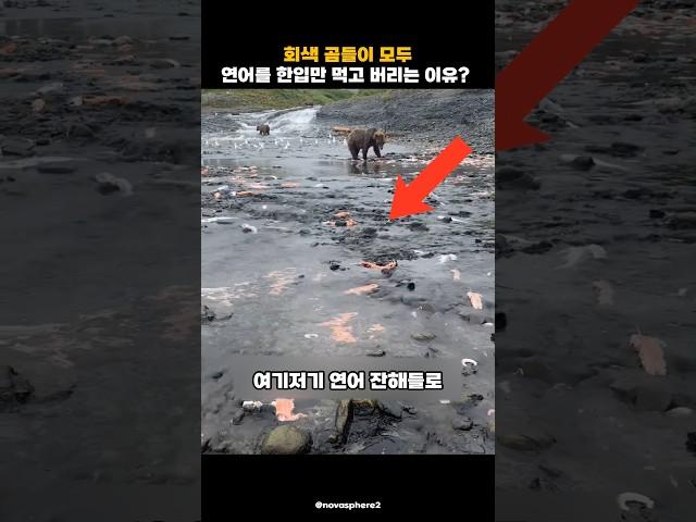 곰들이 연어를 한 입만 먹고 버리는 이유?