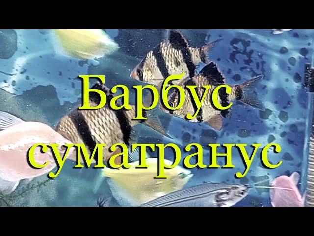 Барбус суматранус: содержание, уход, совместимость в аквариуме, разведение.