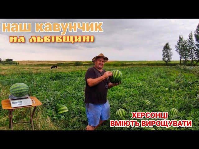 Який Кавун виріс на Львівщині