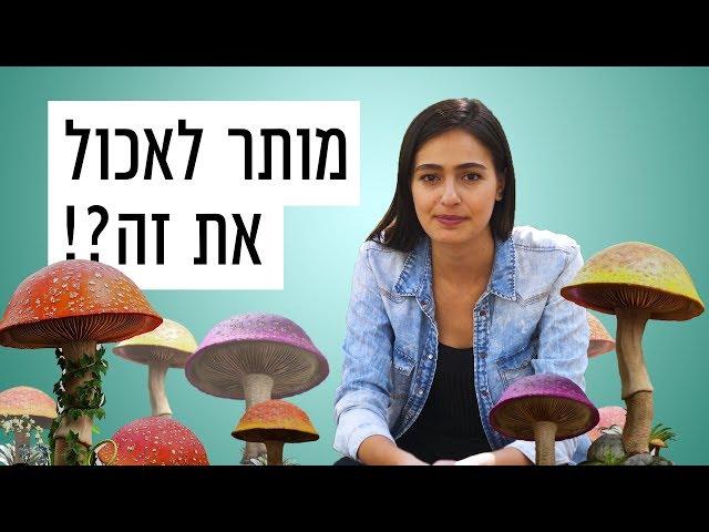 כאן | איך יודעים איזה פטריות מותר לאכול? - המדריך לליקוט פטריות