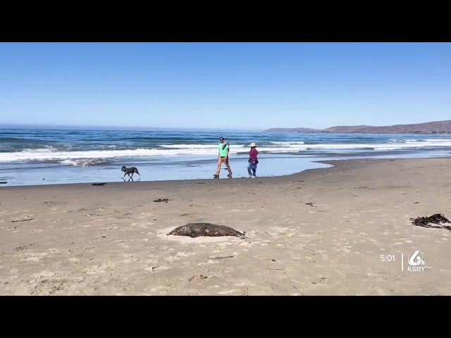 Why are dead marine mammals washing up along SLO County beaches?