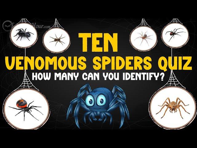 Can You Guess These 10 Venomous Spiders? ️ Fun Quiz for Kids!