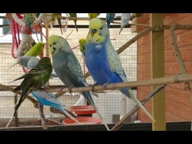 All our Birds and Aviaries! From 2013 - 2019