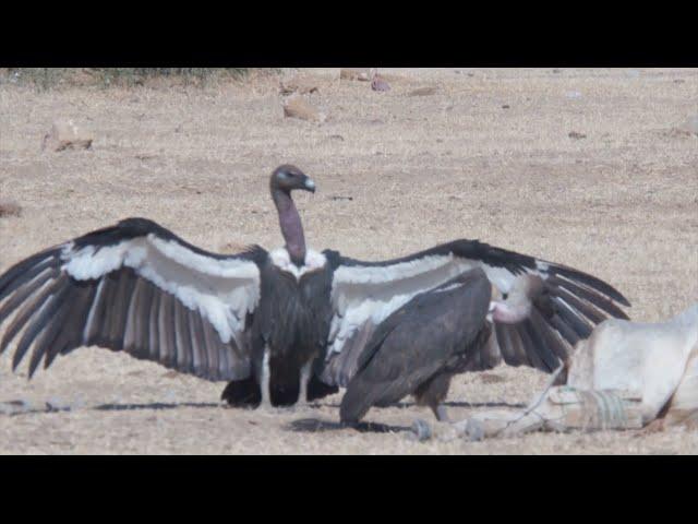 BIRDS OF THE INDIAN THAR DESERT