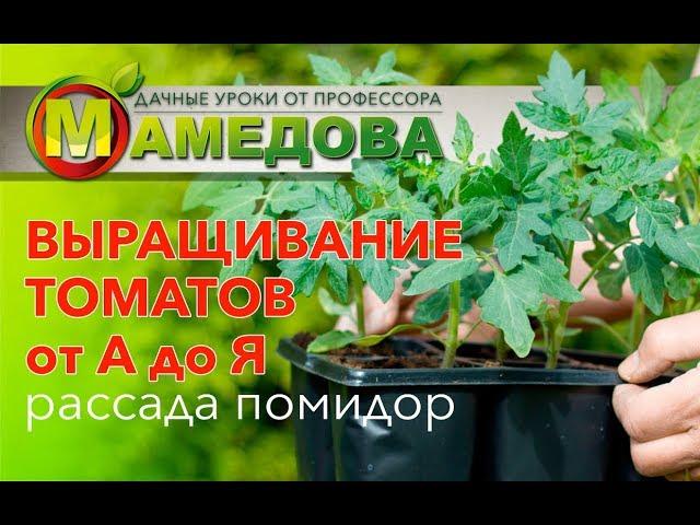  Выращивание Томатов от А до Я. Рассада Помидор.