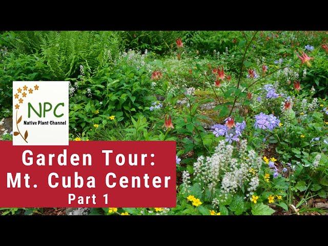 Native Plant Garden Tour-Mt. Cuba Center! #nativeplants #nativeplantsforshade #sustainablegarden