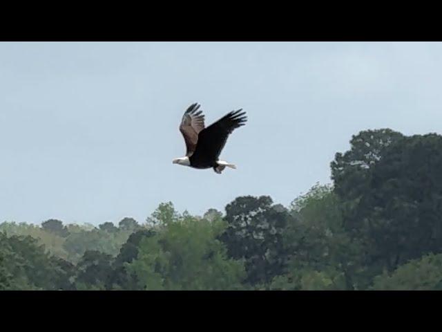 Majestic American Bald Eagle Toledo Bend Reservoir Louisiana Texas Border
