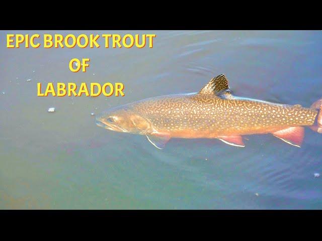 Fishing for the Legendary Brook Trout of Labrador