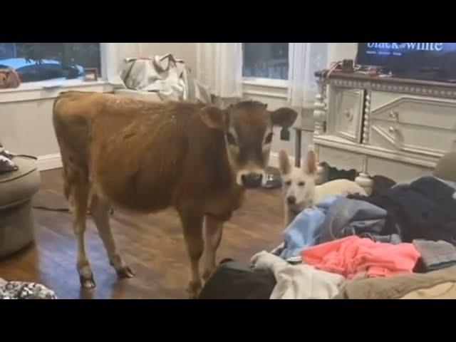 Dog Brings Unexpected Guest Inside House