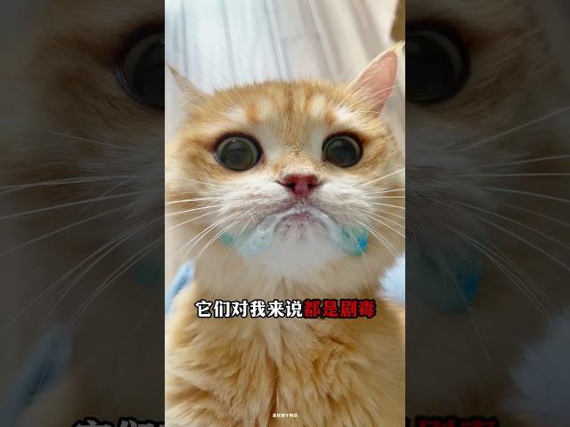 猫咪用一生教你的5件事！第3是禁曲 #新手养猫 #养猫经验分享 #养猫知识 #养猫攻略 #cat #貓咪 #萌寵 #科学养猫 #猫咪行为学 #猫咪冷知识