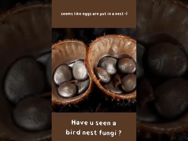 have you seen a bird nest fungi ?? Take a look 