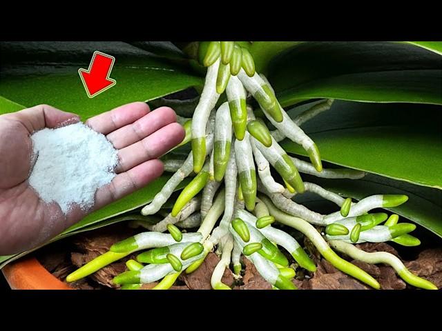 Just Sprinkle Once! Even The Weakest Orchid Will Take Root And Bloom Like Crazy!