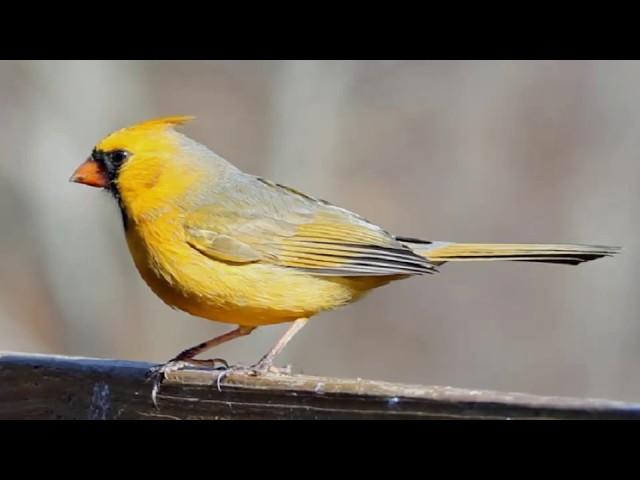 The Most Beautifully Top 21 Yellow Birds In The World Right Now Trends