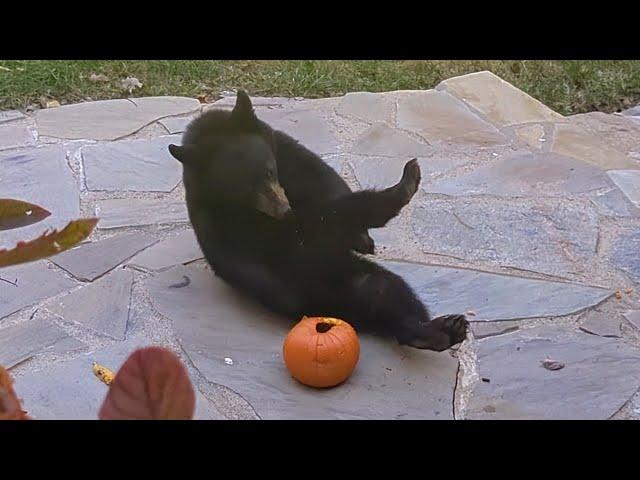 Bear Lola & Cubs — Fun With Gourds!