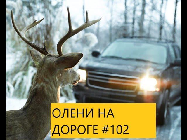 ОЛЕНИ НА ДОРОГЕ ПОДБОРКА ДТП АВАРИИ  #102