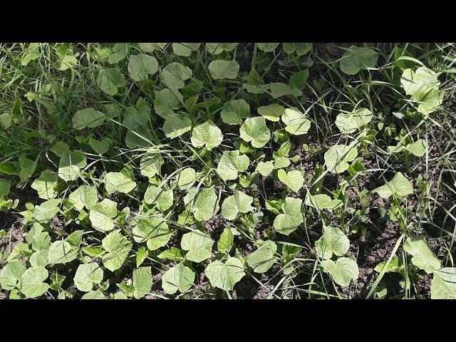 Как у нас взошли огурцы