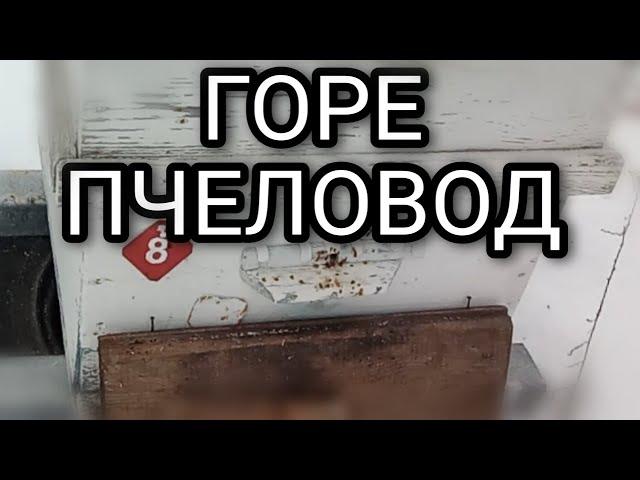 Такая вот ситуация на пасеке. Контроль кормов. Зимовка пчел в феврале