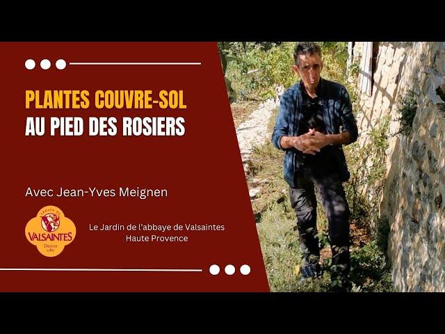 Plantes couvre-sols au pied des rosiers