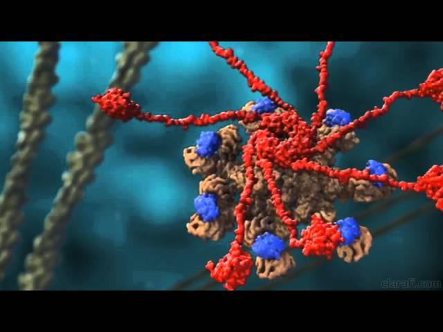 The Making of Apoptosome - Chap21 Depicting Incomplete Scientific Infomation