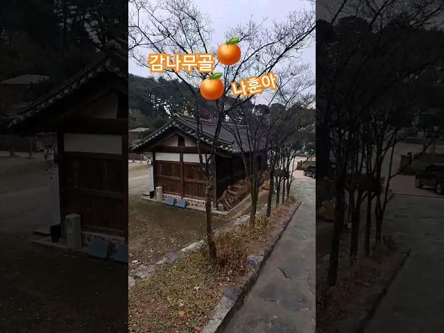 #나훈아 #감나무골