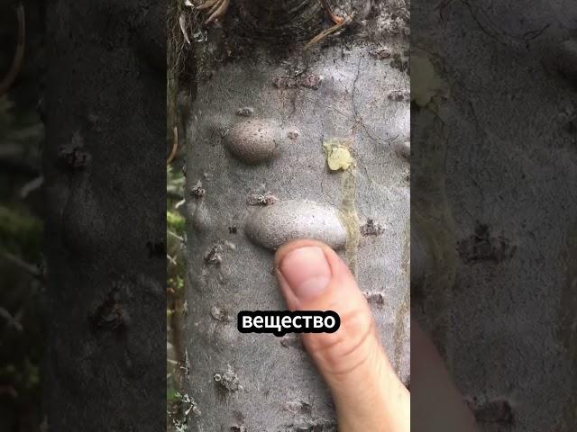 Что находится внутри прыщей на деревьях 
