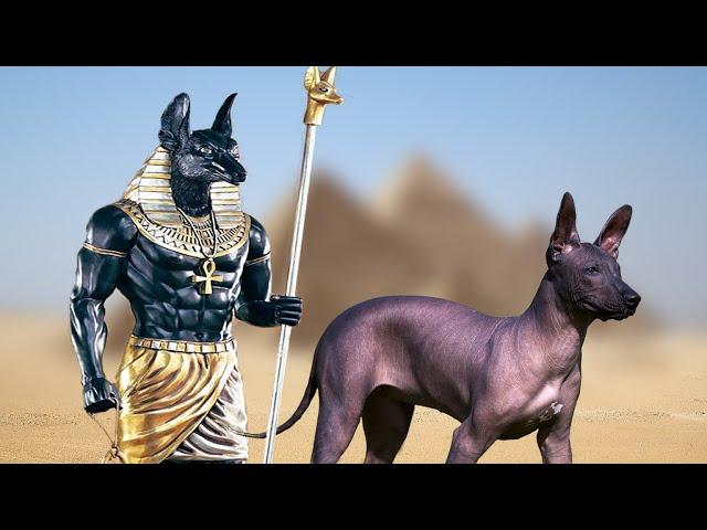 20 Most Ancient Dog Breeds on Planet Earth