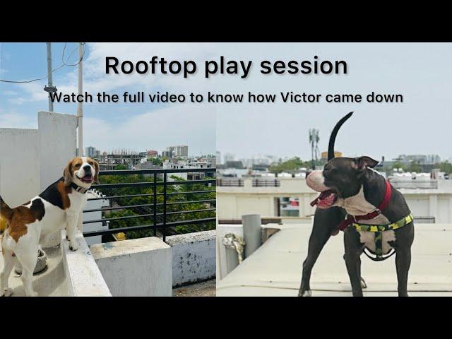 They went on the rooftop to play but this is how it turned out. Watch the full video #dogvlog