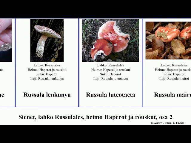 Sienet, lahko Russulales, heimo Haperot ja rouskut, osa 2 minor fungus amoena modesta serotina Hot