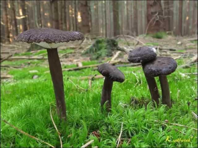 Ryzec černohlávek - Lactarius lignyotus