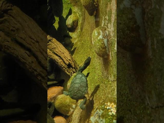 Adorable Baby Snake Neck Turtle